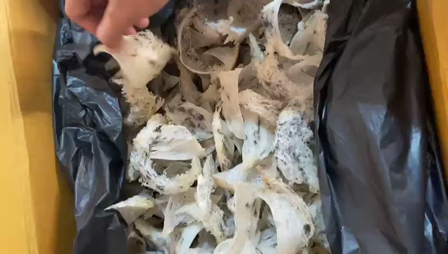 Raw harvested edible bird’s nests before cleaning